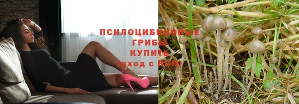 прущие грибы Горняк