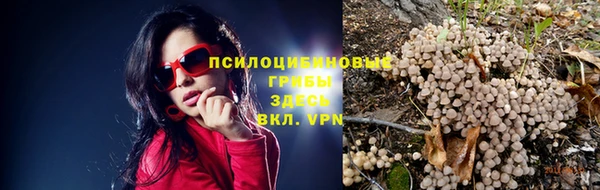 прущие грибы Горняк